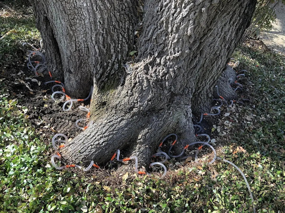 Detailed Tree Cabling and Bracing job site in Whick