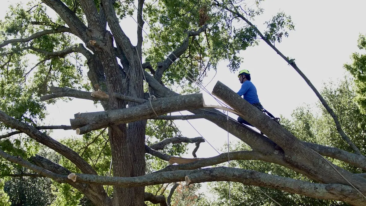 Professional Crown Thinning performed by certified arborists in Whick